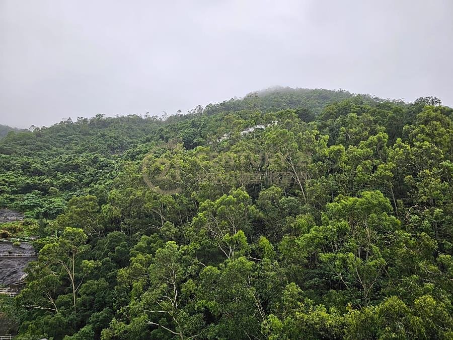 翠嶺峰 (綠表)