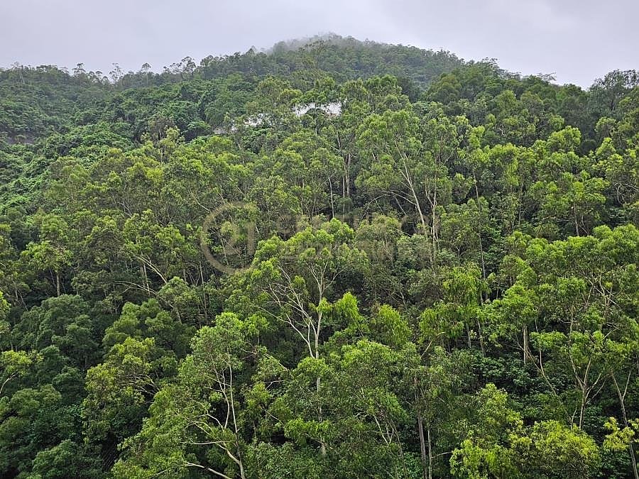 翠嶺峰 (綠表)