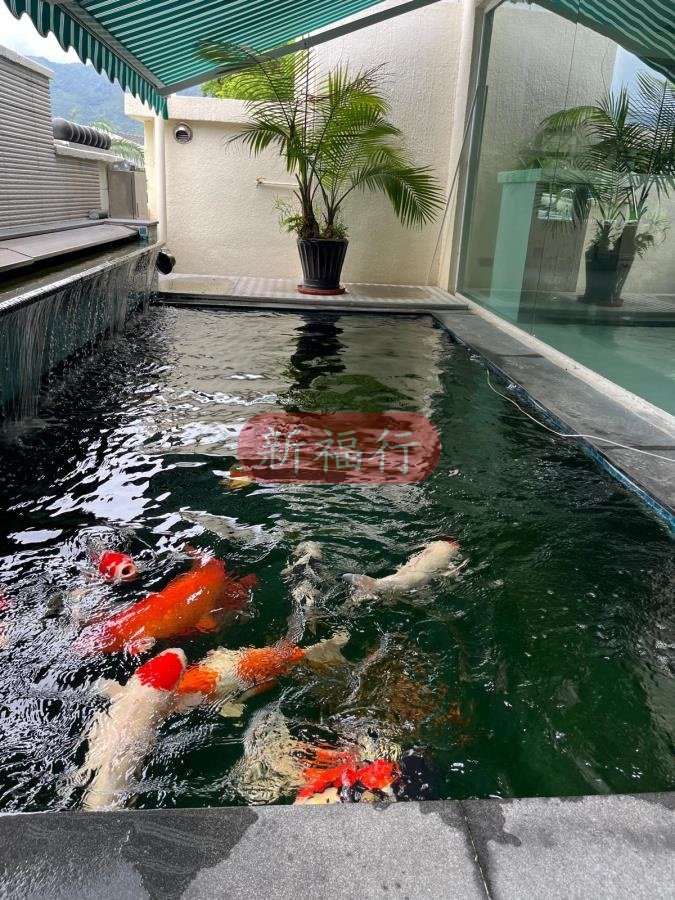 HONG LOK YUEN 15TH ST Tai Po T092531 For Buy