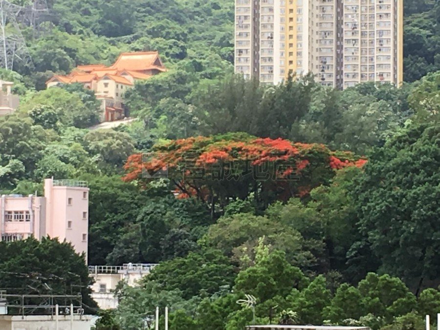 FOREST HILLS Wong Tai Sin M N017253 For Buy