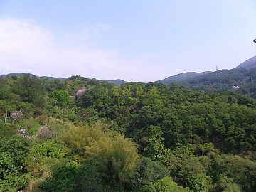 荃威花園 荃威花園
