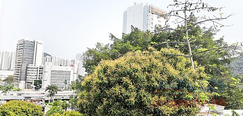 牛皮沙新村
