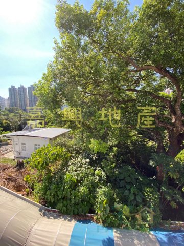 隔田村 楊生95081472