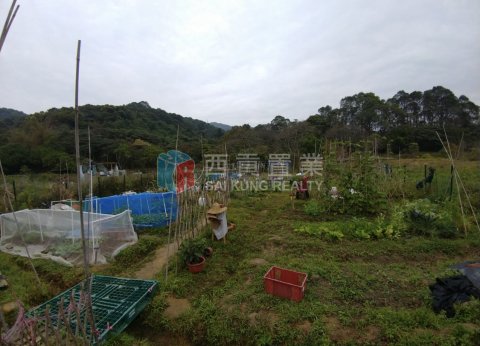 沙角尾村農地