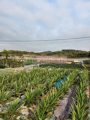 黄泥墩杨家村 元朗 002284 售盘