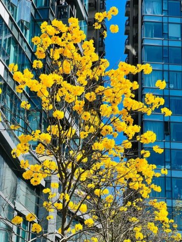 上源