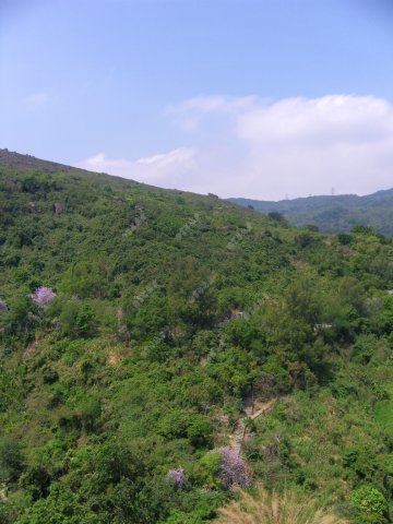 荃威花園 單邊山景 荃威花園 單邊山景