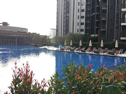 THE BLOOMSWAY THE LAGUNA