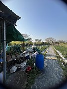 水盞田 元朗 Y034463 售盤