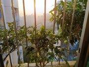 慈爱苑【绿表/白居二必买】 黄大仙 高层 T123659 售盘