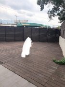 粉锦公路 元朗 低层 K020854 售盘
