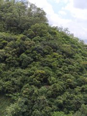 嘉峰台 牛池灣 高層 N125428 售盤