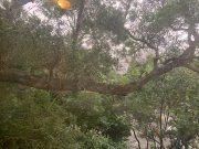 乐林小筑 沙田 低层 1703652 售盘