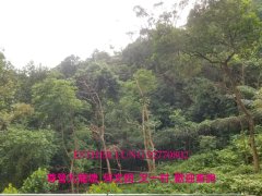 畢架山一號 