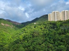 龍華花園 東半山 高層 115628 售盤